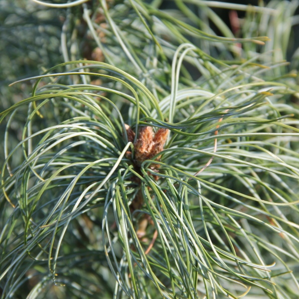Zakrsle rostoucí jehličnany - Borovice vejmutovka 'Tiny Kurls' 7,5 litru