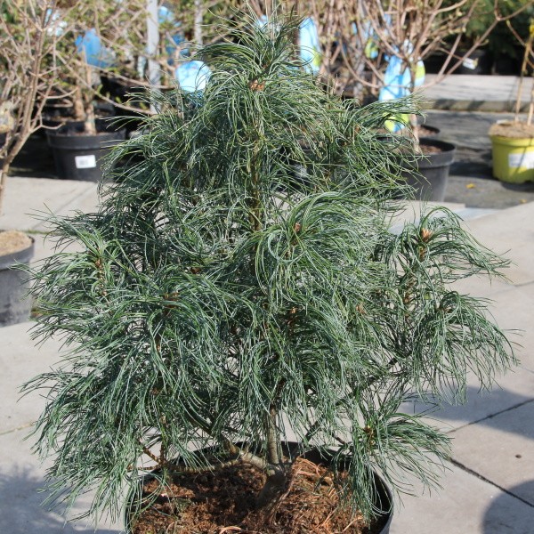 Borovice vejmutovka 'Tiny Kurls' 7,5 litru-0