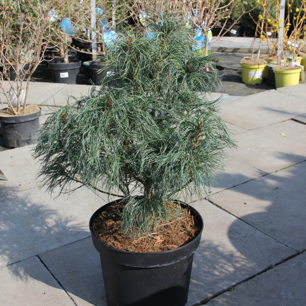 Borovice vejmutovka 'Tiny Kurls' 7,5 litru-1