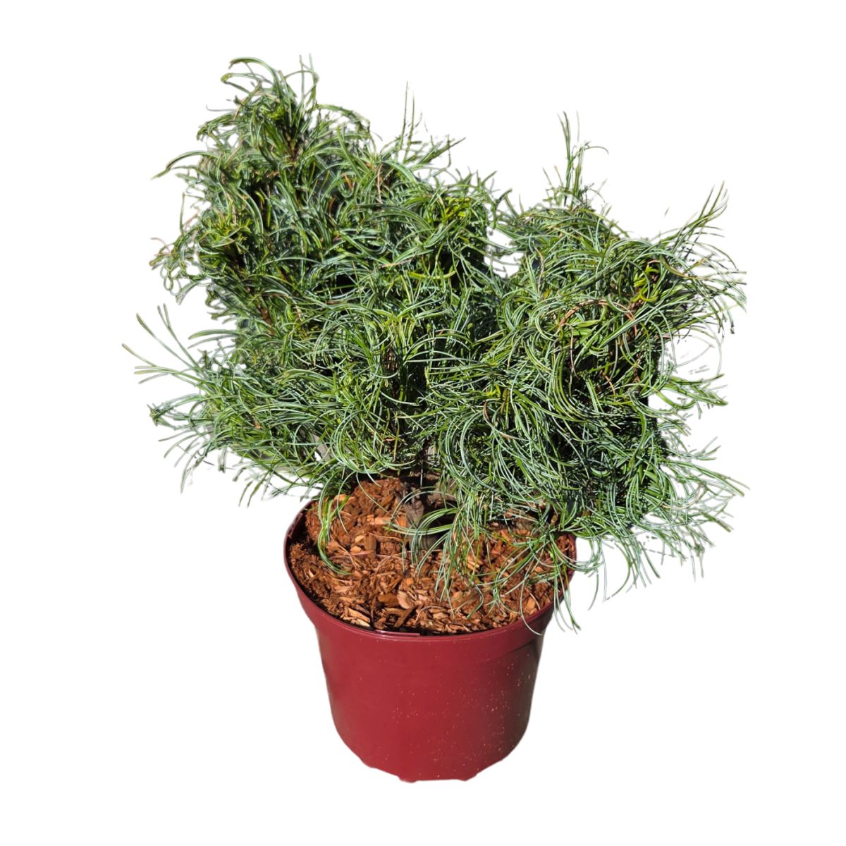 Zakrsle rostoucí jehličnany - Borovice vejmutovka Twister Green výška 25/30cm,květináč 4 litry