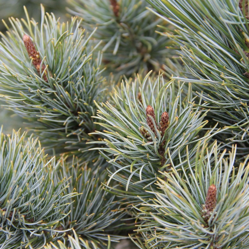 Zakrsle rostoucí jehličnany - Borovice zakrslá 'Glauca' 20 litrů