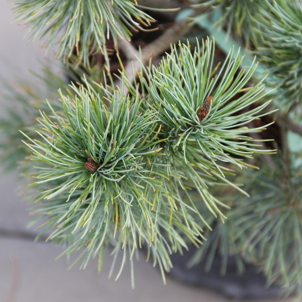 Zakrsle rostoucí jehličnany - Borovice zakrslá 'Glauca' 5 litrů