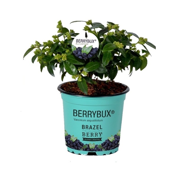 Borůvky a brusinky - Borůvka Berry Bux květináč 10,5cm