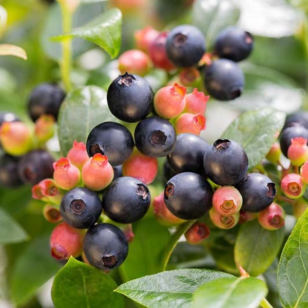 Borůvka Berry Bux květináč 10,5cm-0