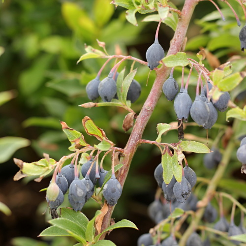 Borůvky a brusinky - Borůvka 'Blautropf®' květináč 5 litrů, keř, SAMOSPRAŠNÁ
