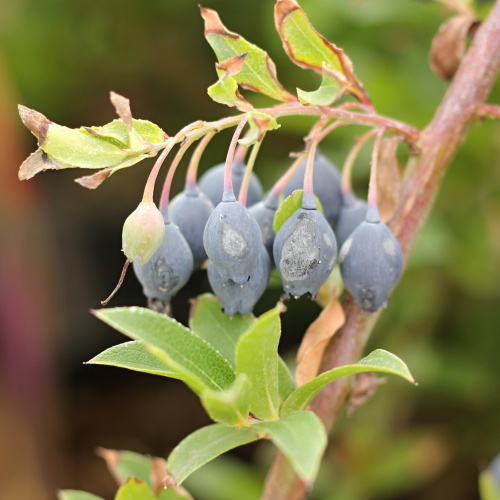 Borůvka 'Blautropf®' květináč 5 litrů, keř, SAMOSPRAŠNÁ-0