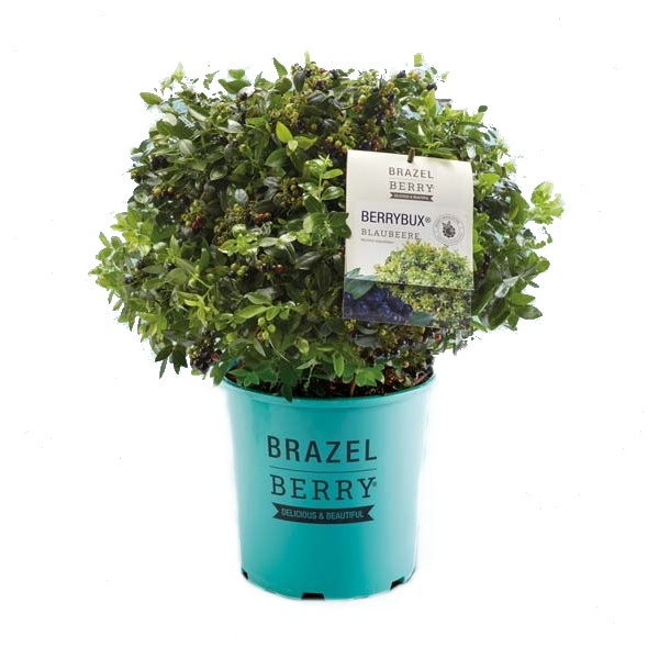 Borůvky a brusinky - Borůvka BrazelBerry 'Berry Bux'® 2 litry