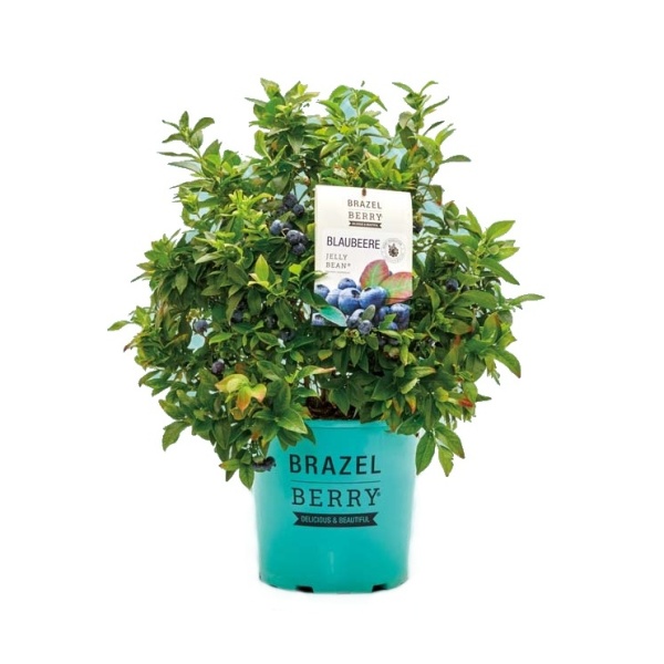 Rostliny - Borůvka BrazelBerry Jelly Bean výška 25/30cm, 4,5 litru