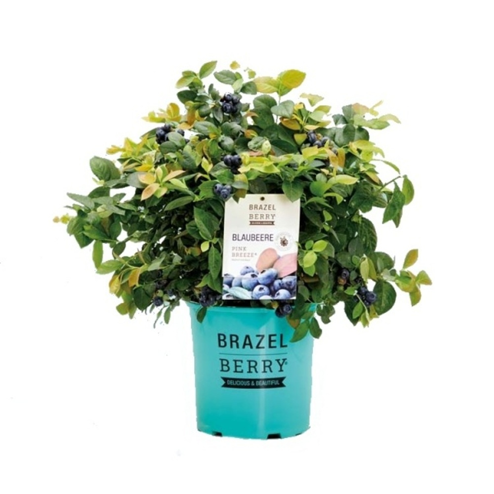 Borůvky a brusinky - Borůvka chocholičnatá BrazelBerry Pink Breeze květináč 2,8 litru