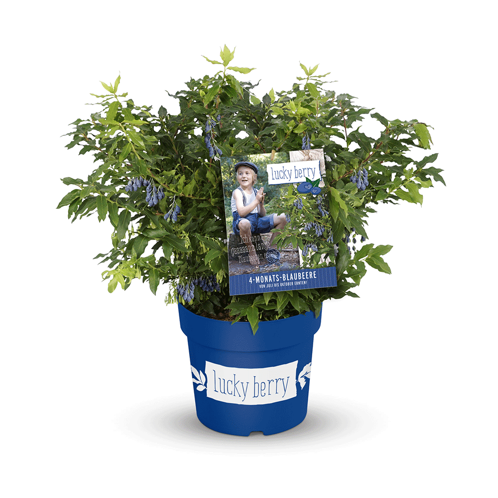 Borůvky a brusinky - Borůvka Luckyberry® květináč 5 litrů, keř, SAMOSPRAŠNÁ