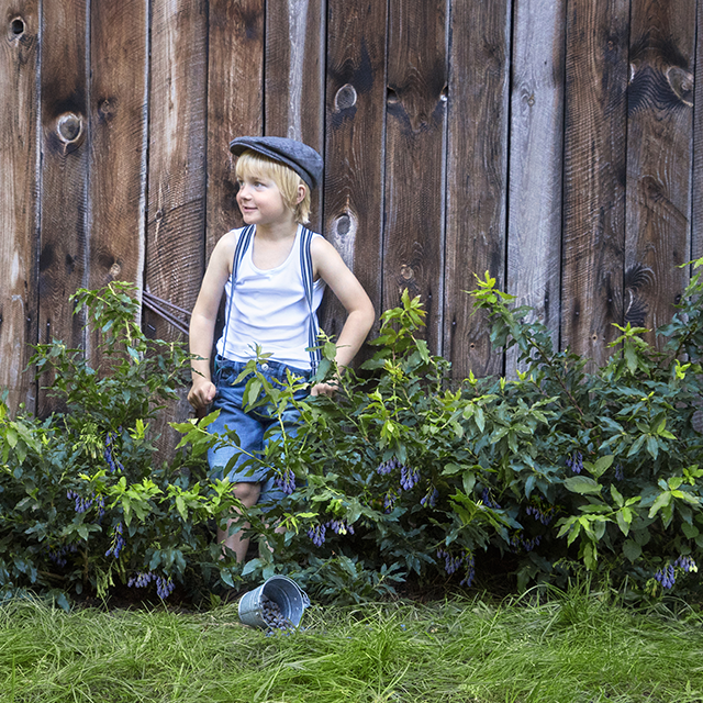 Borůvka Luckyberry® květináč 5 litrů, keř, SAMOSPRAŠNÁ-1