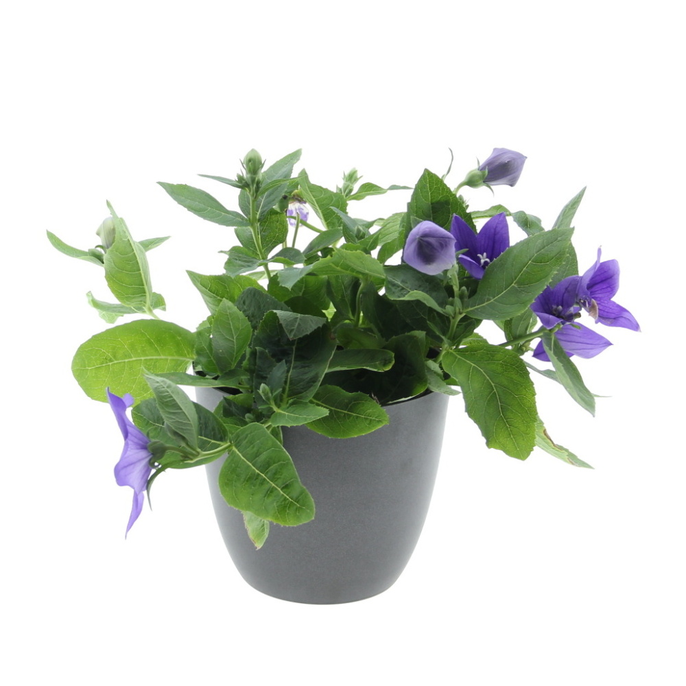 Boubelka květináč 12cm mix-0