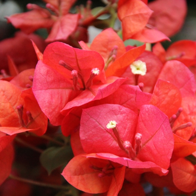 Ovíjivé a pnoucí květiny - Bougainvillea květináč 17cm