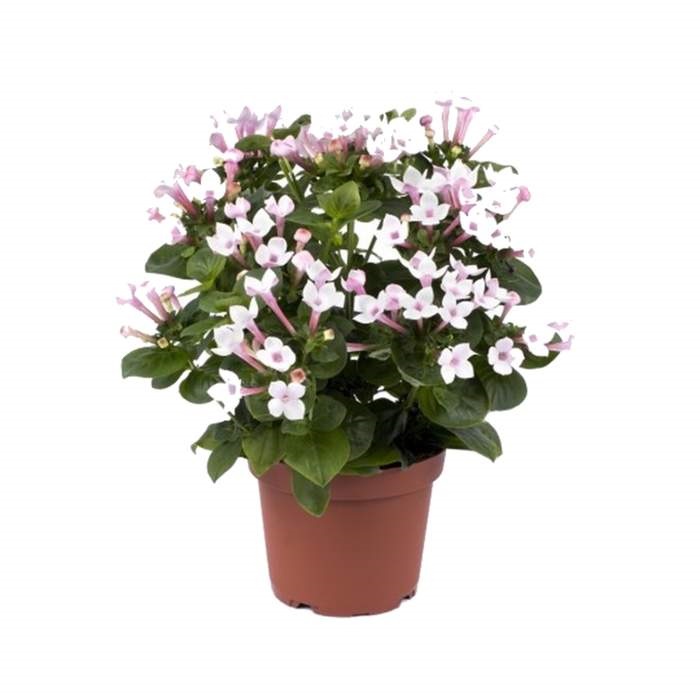 Kvetoucí pokojové rostliny - Bouvardie dlouhokvětá mix květináč 12cm