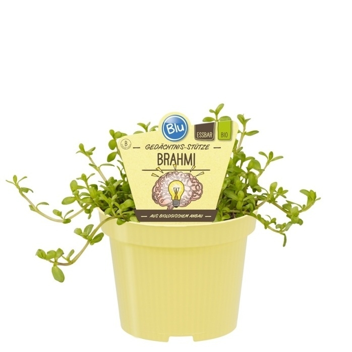 Bylinky - Brahmi bakopa drobnolistá BIO květináč 12cm