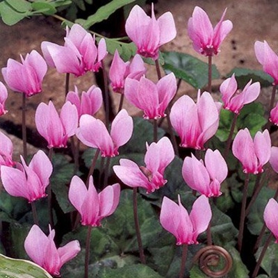 Ostatní jarní cibuloviny - Brambořík břečťanolistý 1ks