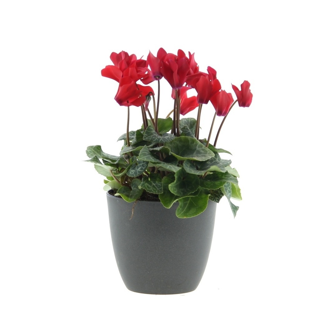 Rostliny - Brambořík EXTRA mix květináč 10cm