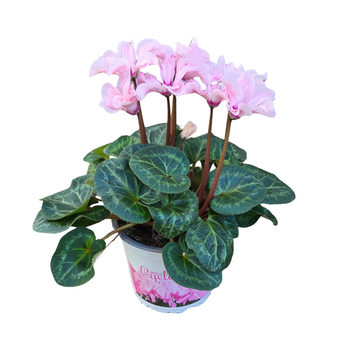 Pokojové rostliny okrasné květem - Brambořík Illusia F1 květináč 12cm