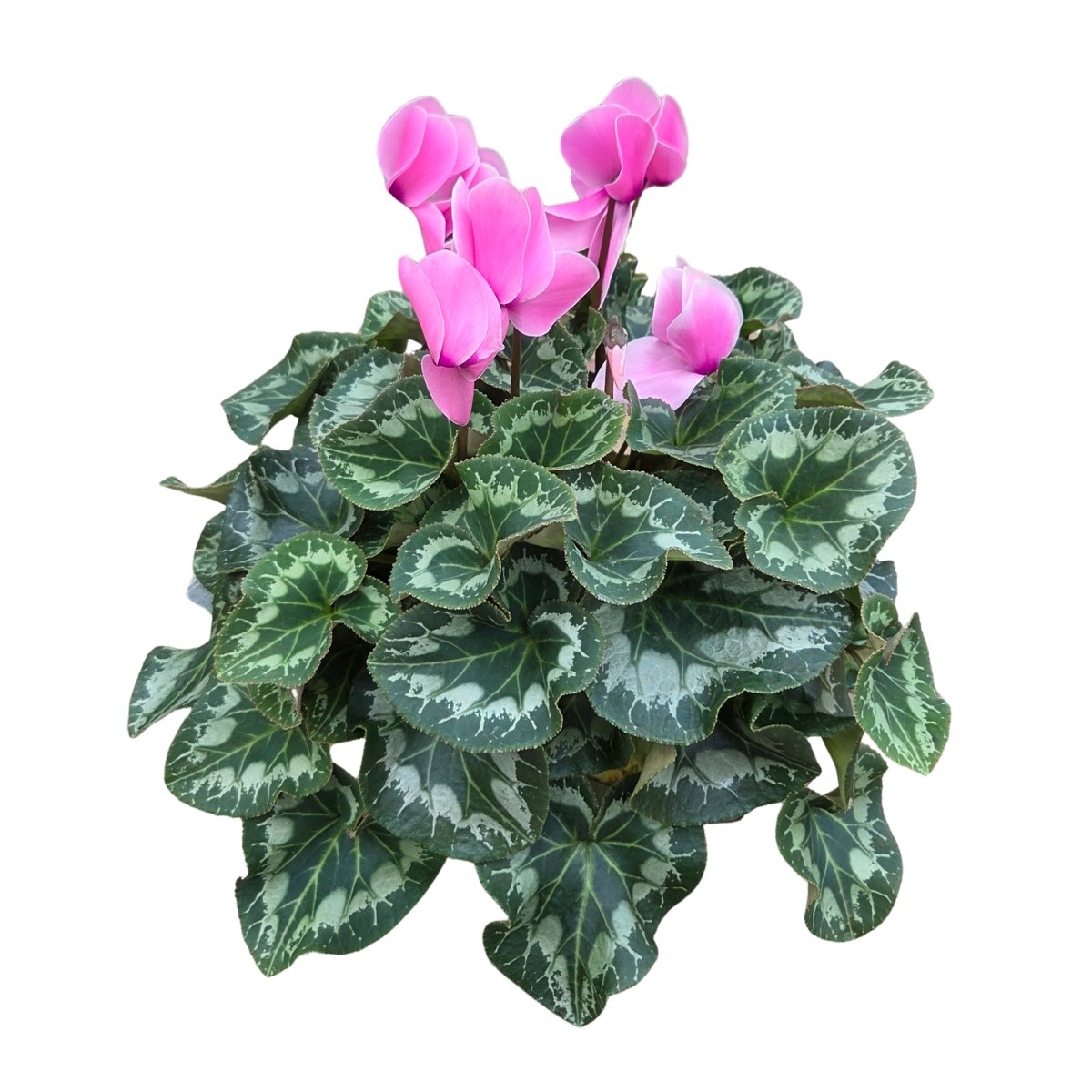 Podzimní rostliny - Brambořík květináč 17cm
