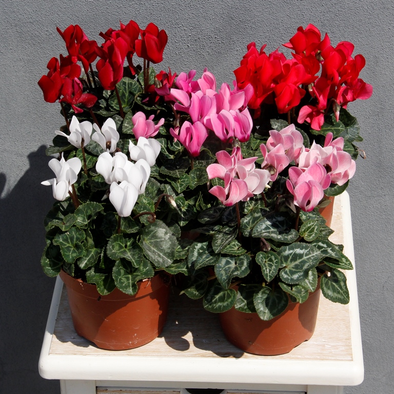 Podzimní rostliny - Brambořík mix květináč 10cm