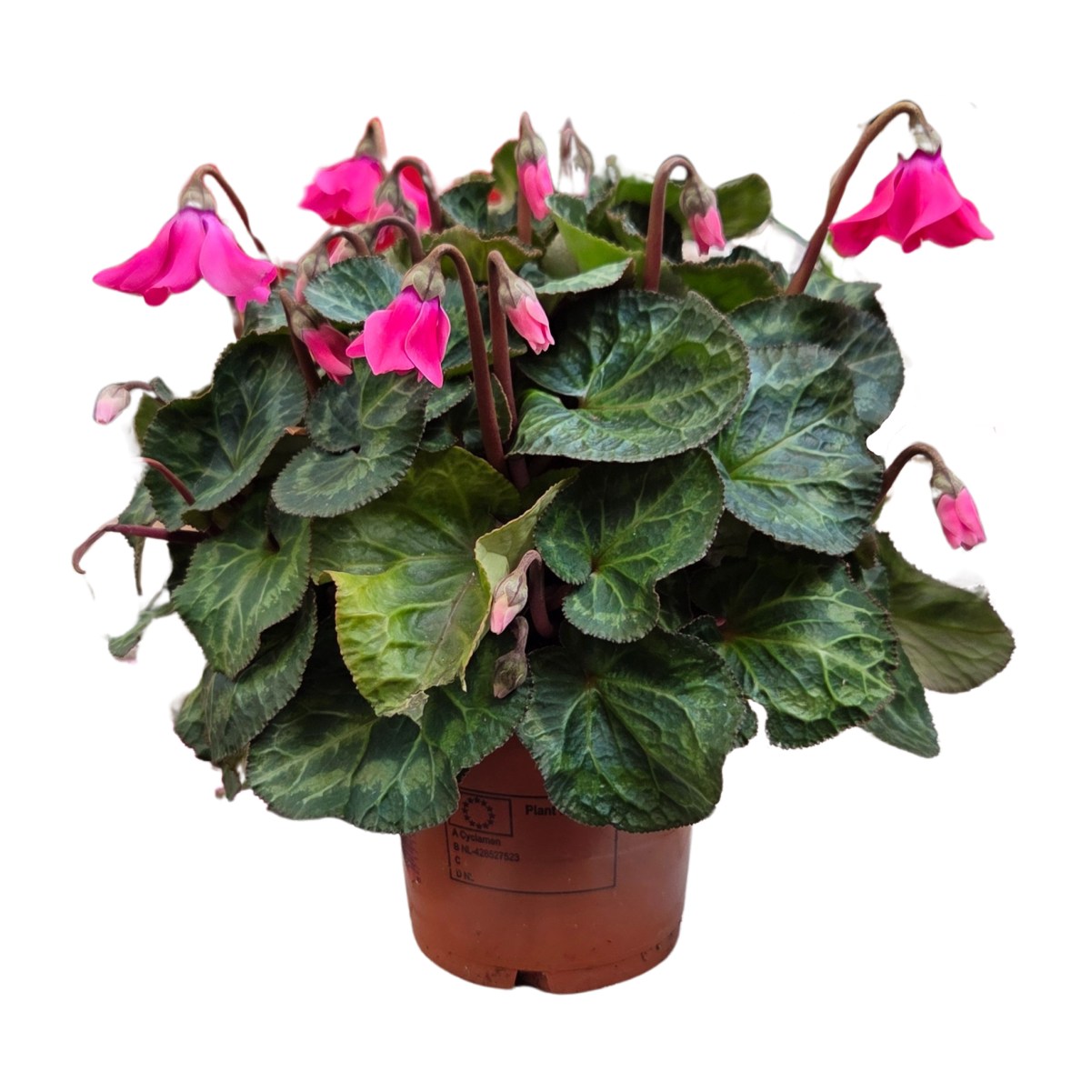 Brambořík mix květináč 10cm-0