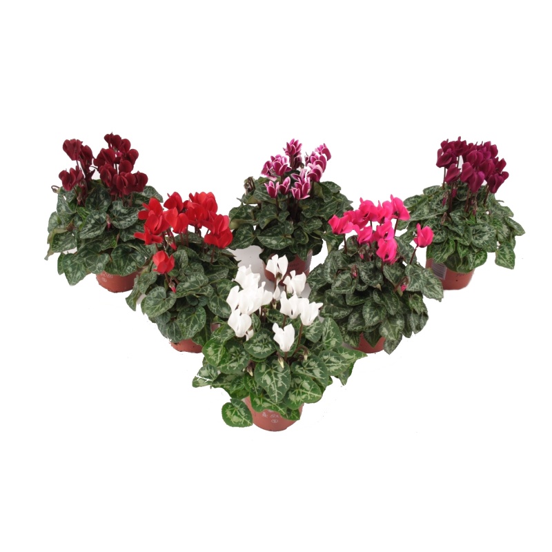 Podzimní rostliny - Brambořík mix květináč 12cm