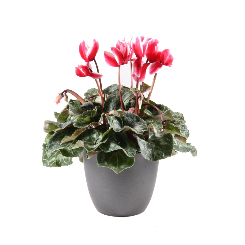 Podzimní rostliny - Brambořík mix květináč 12cm