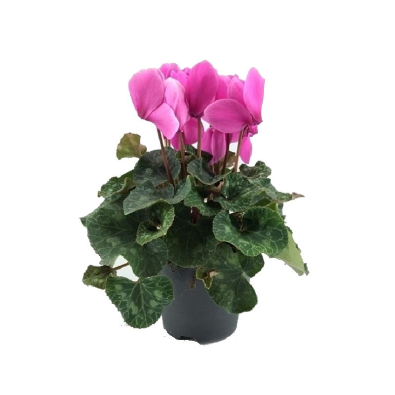 Podzimní rostliny - Brambořík mix květináč 19cm