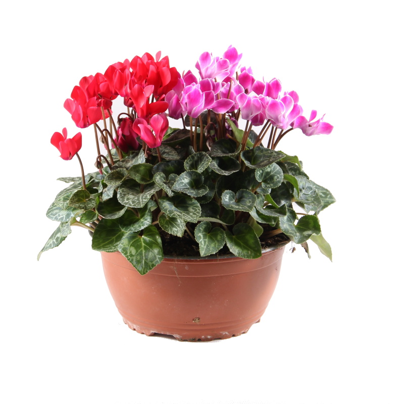 Podzimní rostliny - Brambořík mix miska 19cm