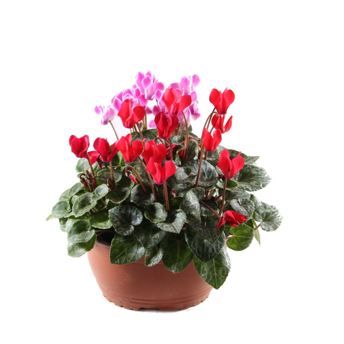 Brambořík mix miska 19cm-0