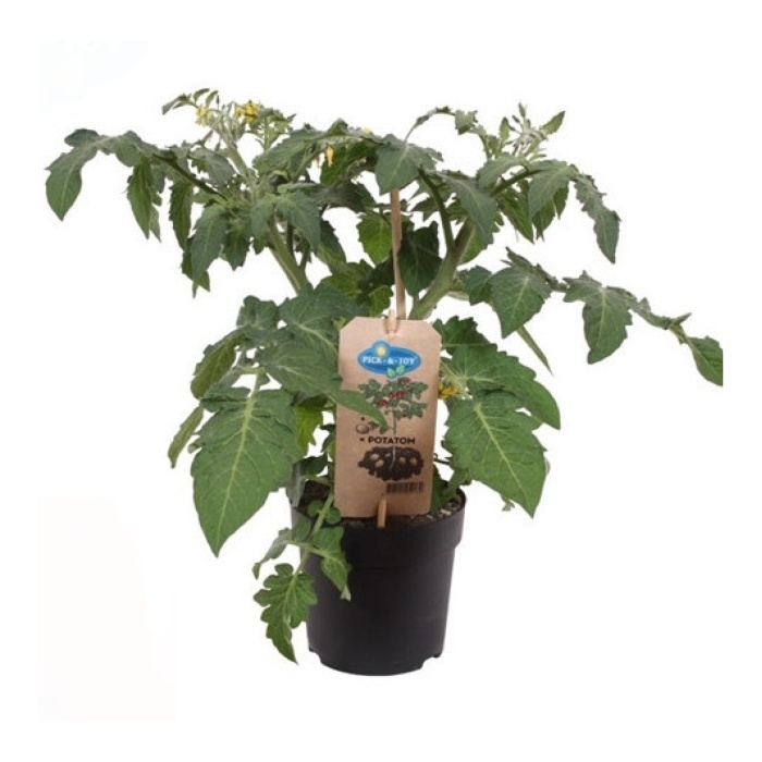 Sadba zeleniny - Brambororajče Potatom květináč 13cm