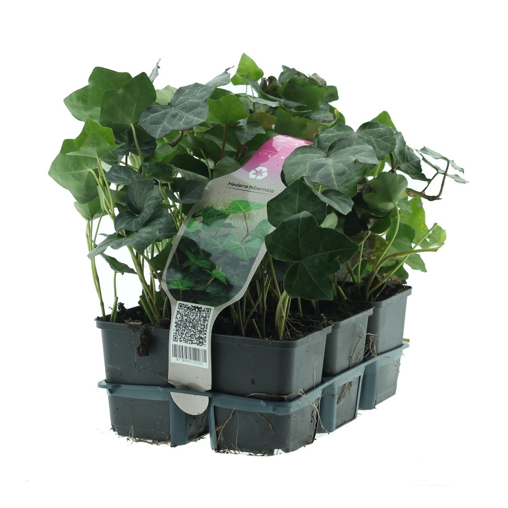 Půdopokryvné rostliny - Břečťan 6pack