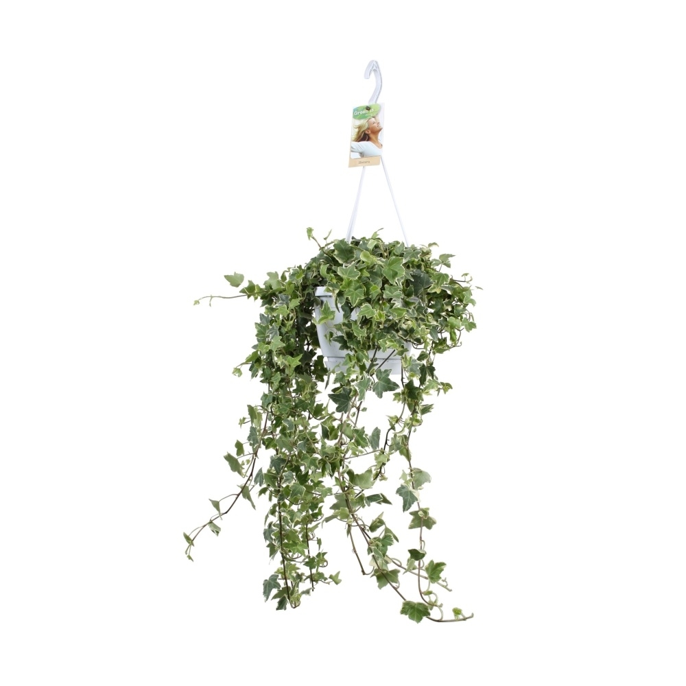 Okrasné pokojové rostliny - Brečťan mix v závěsném květináči 17cm