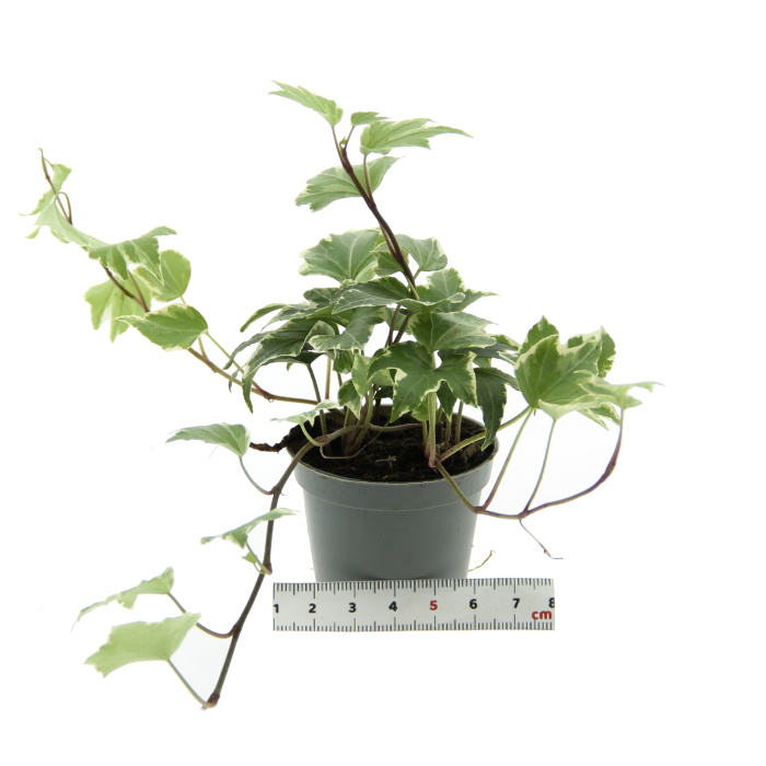 Břečťan pokojový mix květináč 6cm-0