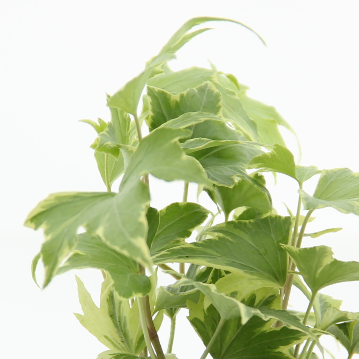 Břečťan pokojový mix květináč 6cm-1