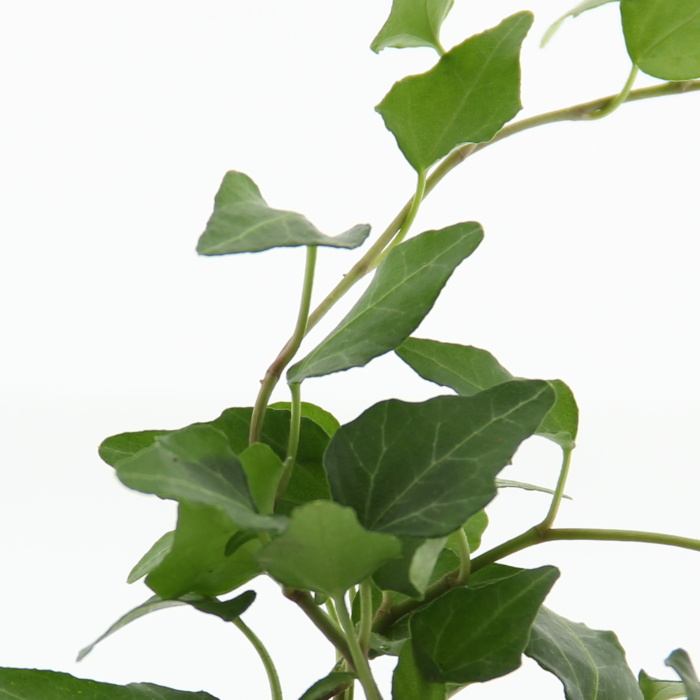 Břečťan pokojový mix květináč 6cm-2