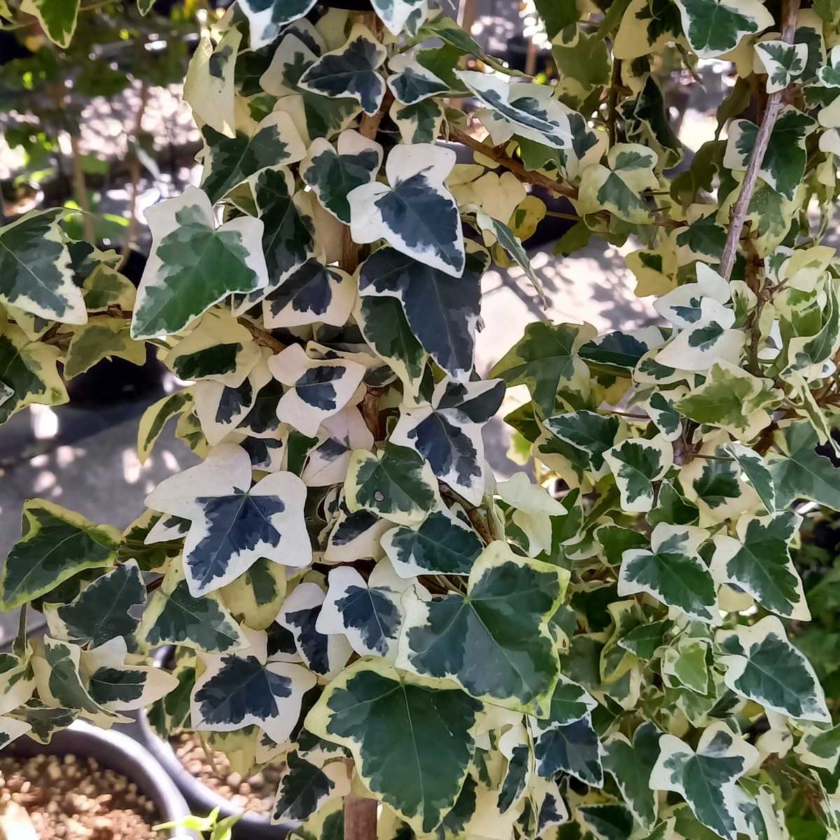 Popínavé rostliny - Břečťan popínavý Elegantissina květináč 3 litry