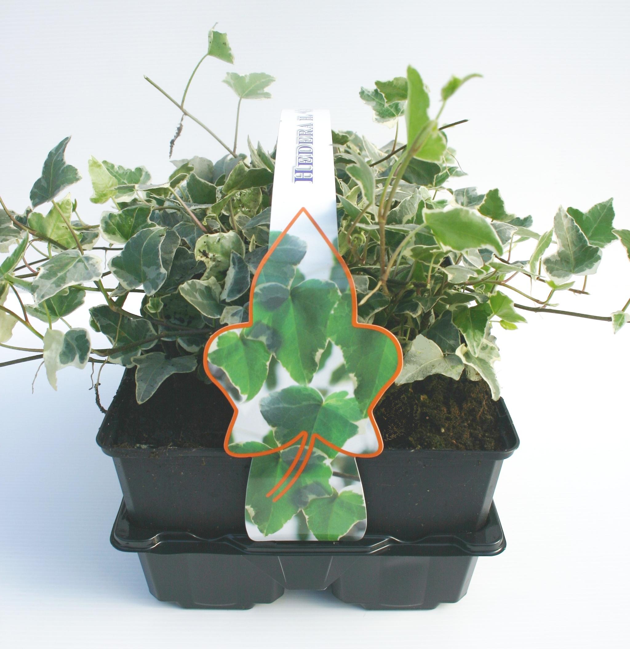 Půdopokryvné rostliny - Břečťan popínavý 'Glacier' 6pack