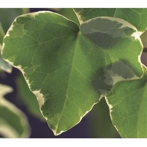 Popínavé rostliny - Břečťan popínavý Glacier výška 40/60cm, 2 litry