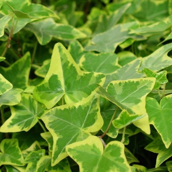 Popínavé rostliny - Břečťan popínavý Gold Child výška 40/60cm, květináč 1,6 litru, vyvazovaný