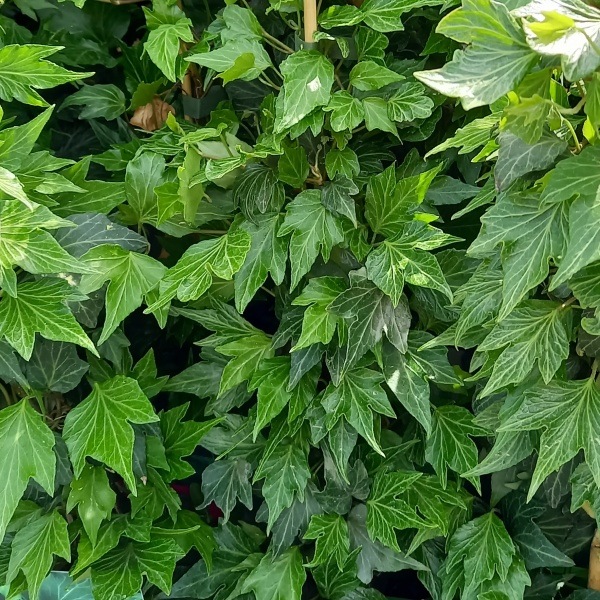 Popínavé rostliny - Břečťan popínavý 'Green Ripple' 1,6 litru