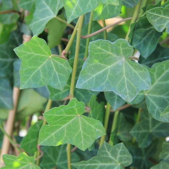 Popínavé rostliny - Břečťan popínavý Hibernica květináč 10 litrů, výška 175/200cm, vyvazovaný