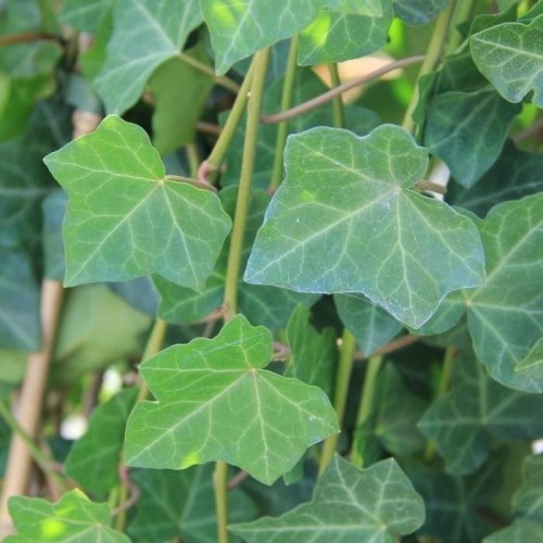 Popínavé rostliny - Břečťan popínavý 'Hibernica' květináč 18 litrů, výška 300/+cm, vyvazovaný