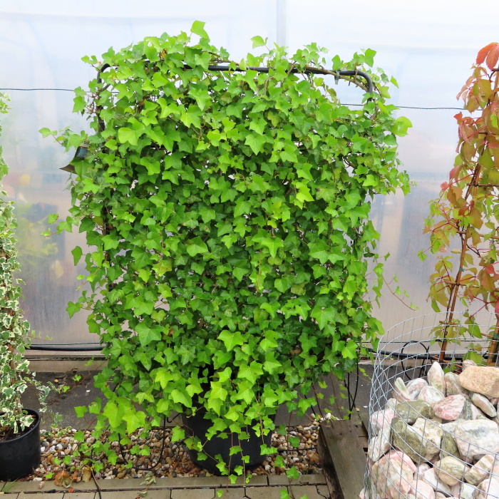 Popínavé rostliny - Břečťan popínavý 'Hibernica' květináč 45 litrů, špalír, vyvazovaný