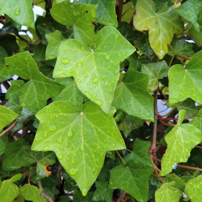 Břečťan popínavý 'Hibernica' květináč  45 litrů, špalír, vyvazovaný-0