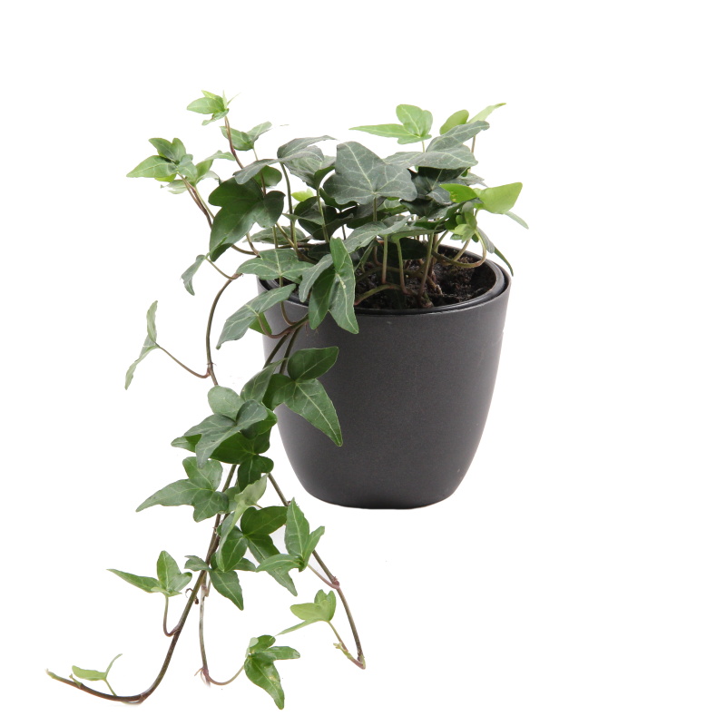 Rostliny - Břečťan popínavý květináč 11cm