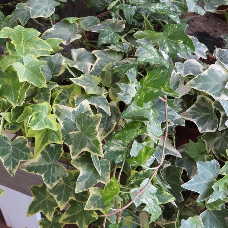 Popínavé rostliny - Břečťan popínavý květináč 12cm, nevyvazovaný