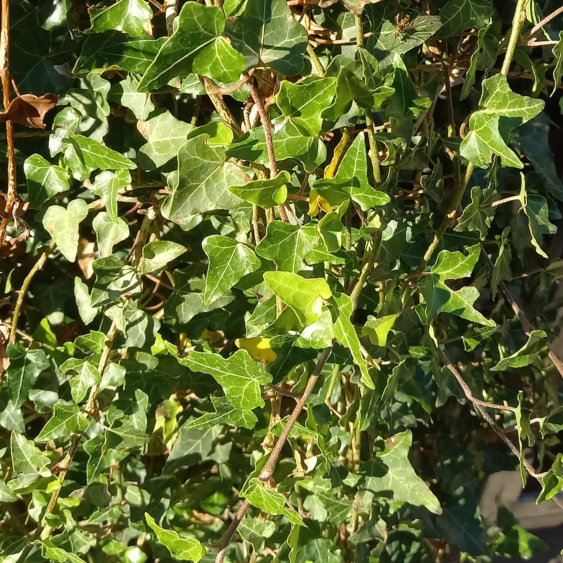 Popínavé rostliny - Břečťan popínavý květináč 18 litrů, špalír