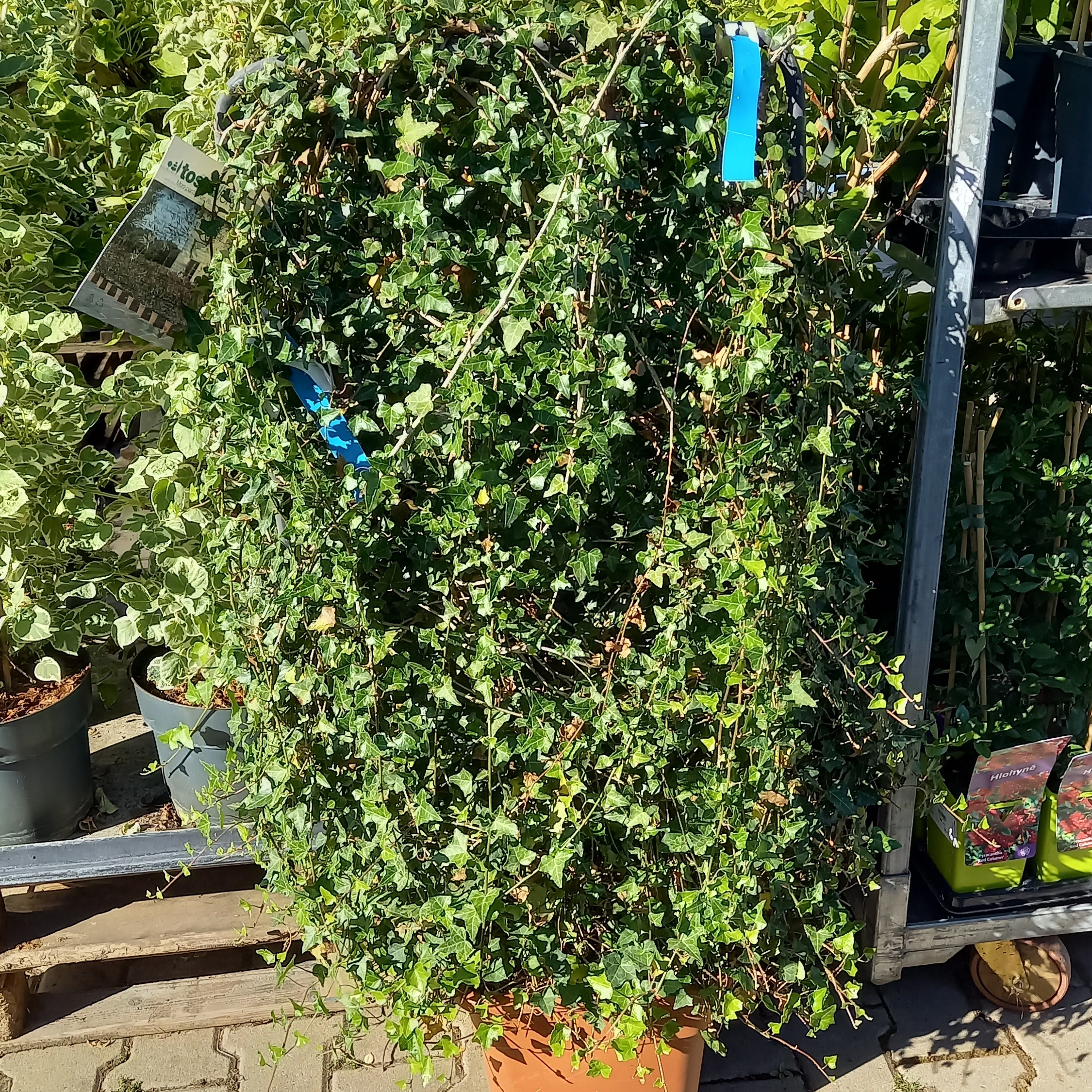 Břečťan popínavý květináč 18 litrů, špalír-0