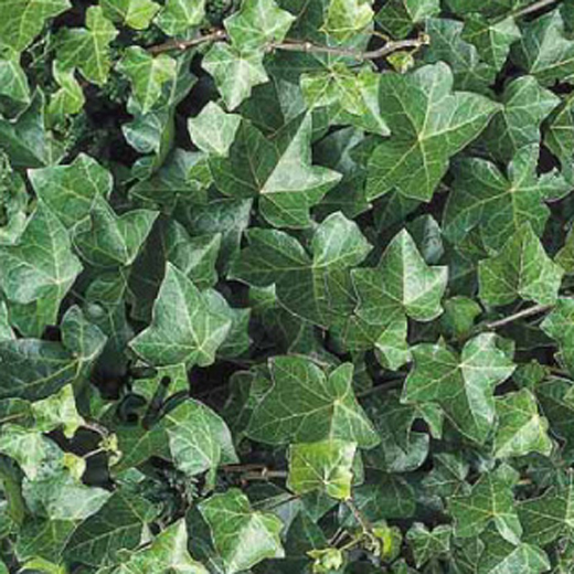 Popínavé rostliny - Břečťan popínavý květináč 2 litry, výška 55cm, vyvazovaný